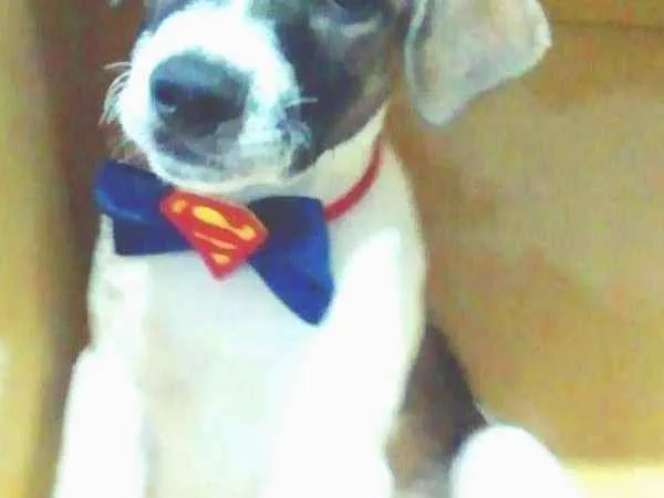 Cachorro ra a srd idade 2 a 6 meses nome Beethoven