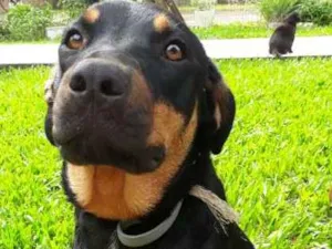 Cachorro raça SRD idade 7 a 11 meses nome MEG