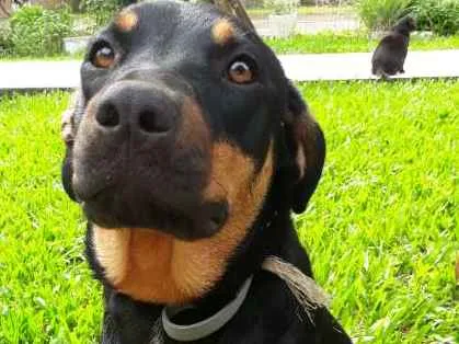 Cachorro ra a SRD idade 7 a 11 meses nome MEG