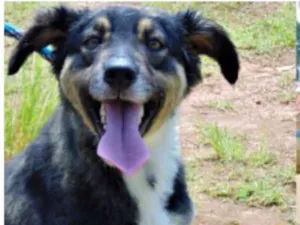 Cachorro raça SRD idade 1 ano nome LULY E MANDY