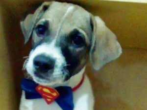 Cachorro raça srd idade 2 a 6 meses nome Beethoven