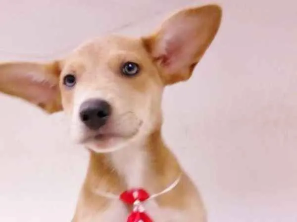 Cachorro ra a srd idade 2 a 6 meses nome Pepito 