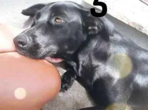 Cachorro raça Vira Lata idade 2 anos nome Ariel