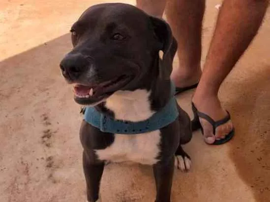 Cachorro ra a Pitbull  com vira lata  idade 1 ano nome Naga