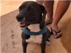 Cachorro raça Pitbull  com vira lata  idade 1 ano nome Naga