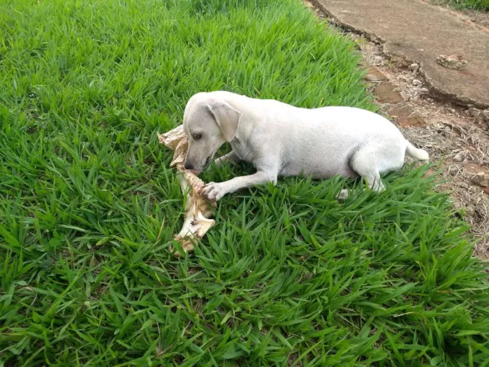 Cachorro ra a Srd idade 1 ano nome Beka