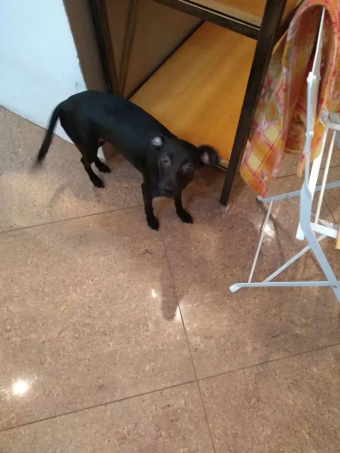 Cachorro ra a srd idade 7 a 11 meses nome Meg