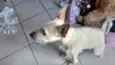 Belinha