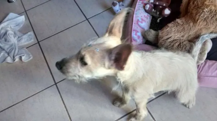 Cachorro ra a RND idade 2 a 6 meses nome Belinha