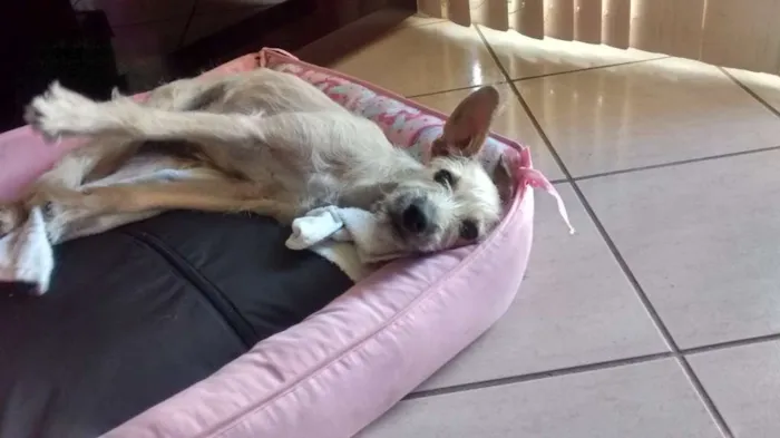 Cachorro ra a RND idade 2 a 6 meses nome Belinha