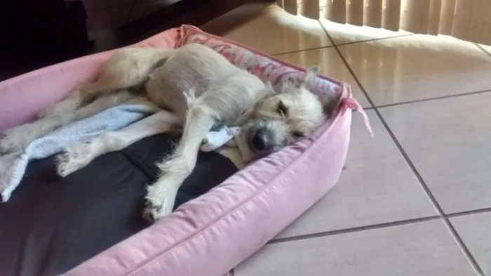 Cachorro ra a RND idade 2 a 6 meses nome Belinha