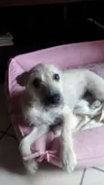 Belinha