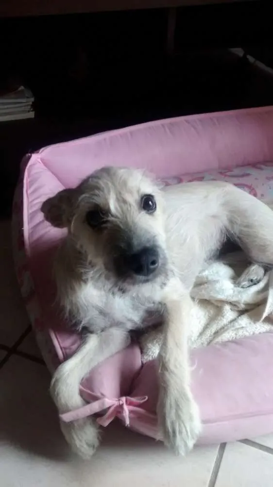 Cachorro ra a RND idade 2 a 6 meses nome Belinha