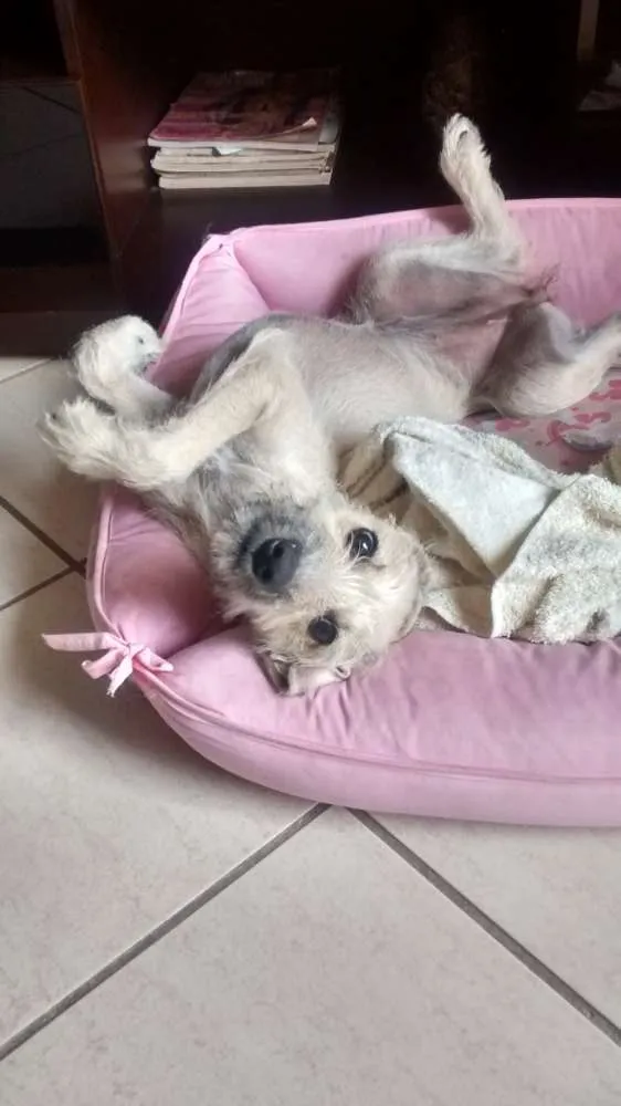 Cachorro ra a RND idade 2 a 6 meses nome Belinha
