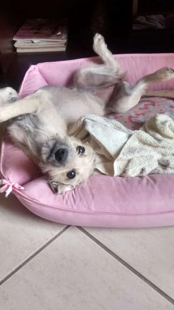 Cachorro ra a RND idade 2 a 6 meses nome Belinha