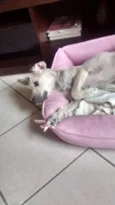 Belinha