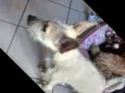 Belinha