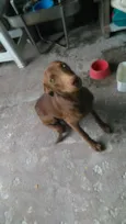 Ruffaus