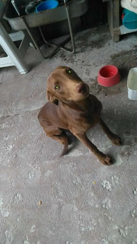 Cachorro ra a SRD idade 1 ano nome Ruffaus