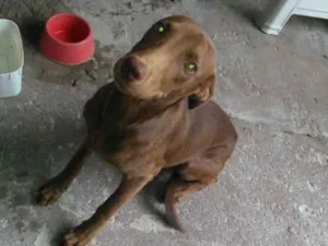 Cachorro raça SRD idade 1 ano nome Ruffaus