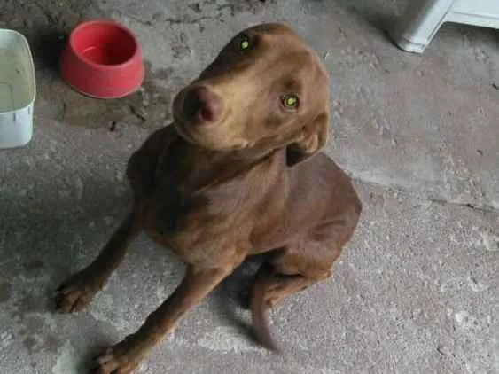 Cachorro ra a SRD idade 1 ano nome Ruffaus