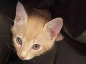 Gato raça American Shorthair idade Abaixo de 2 meses nome Doação de Gatinhos