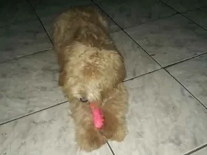 Cachorro raça Yaso e poodle  idade 2 a 6 meses nome Mel