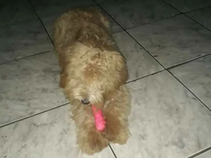 Cachorro ra a Yaso e poodle  idade 2 a 6 meses nome Mel