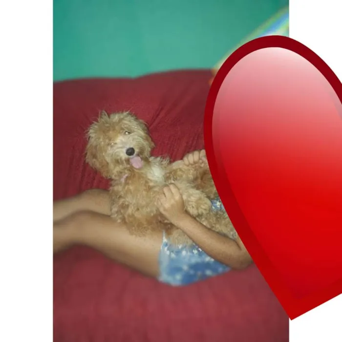 Cachorro ra a Yaso e poodle  idade 2 a 6 meses nome Mel