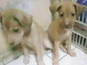 Cachorro raça Vira-lata idade Abaixo de 2 meses nome Sem nomes
