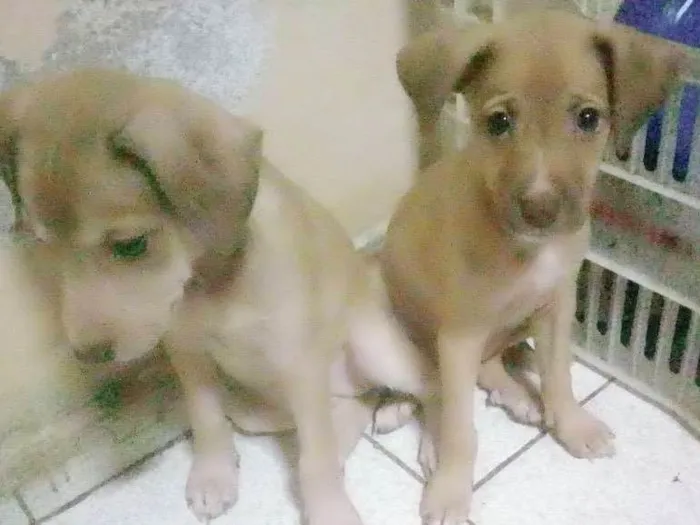 Cachorro ra a Vira-lata idade Abaixo de 2 meses nome Sem nomes