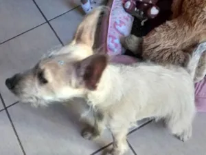 Cachorro raça RND idade 2 a 6 meses nome Belinha