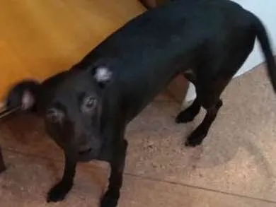 Cachorro ra a srd idade 7 a 11 meses nome Meg