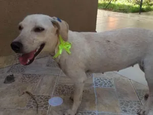 Cachorro raça Srd idade 1 ano nome Beka