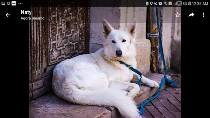 Cachorro ra a Nao sei idade 2 anos nome Nao tem