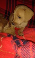 Kika