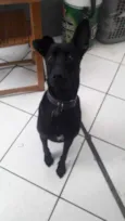 Jamelão