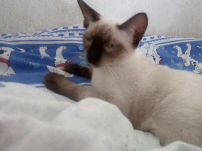 Gato raça Siamês idade 2 a 6 meses nome Sem Nome