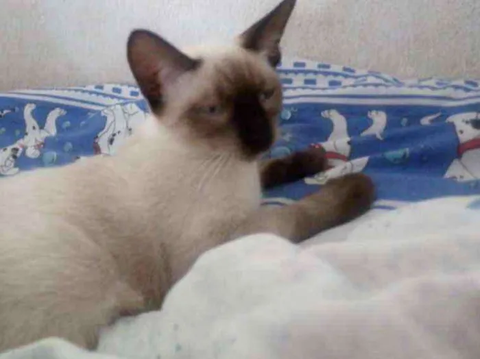 Gato raça Siamês idade 2 a 6 meses nome Sem Nome