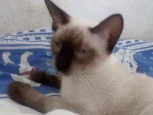 Gato raça Siamês idade 2 a 6 meses nome Sem Nome
