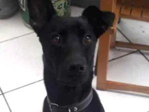 Cachorro raça sem raça definida idade 3 anos nome Jamelão 