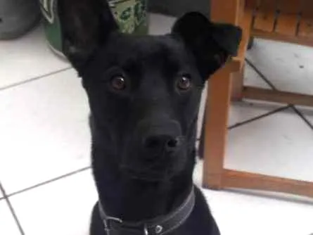 Cachorro ra a sem raça definida idade 3 anos nome Jamelão 