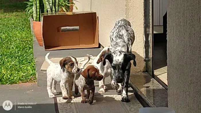 Cachorro ra a Não/D idade Abaixo de 2 meses nome A/n
