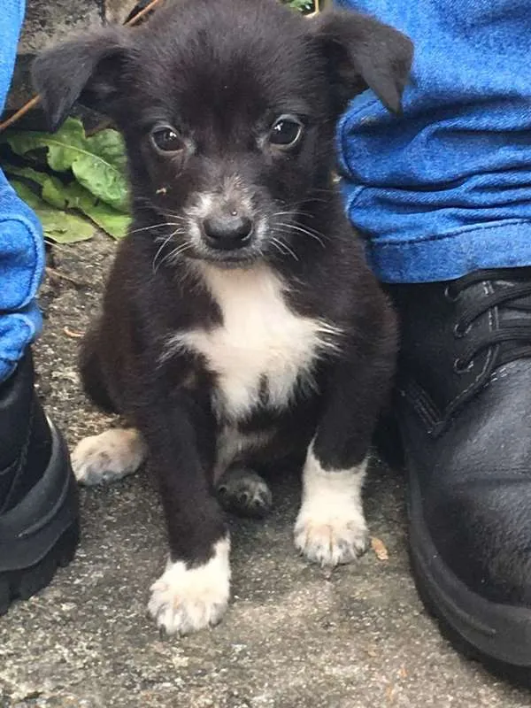 Cachorro ra a SRD idade 2 a 6 meses nome Tico e Teco