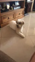 Floquinha