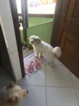 Floquinha
