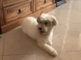 Floquinha