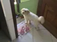 Floquinha