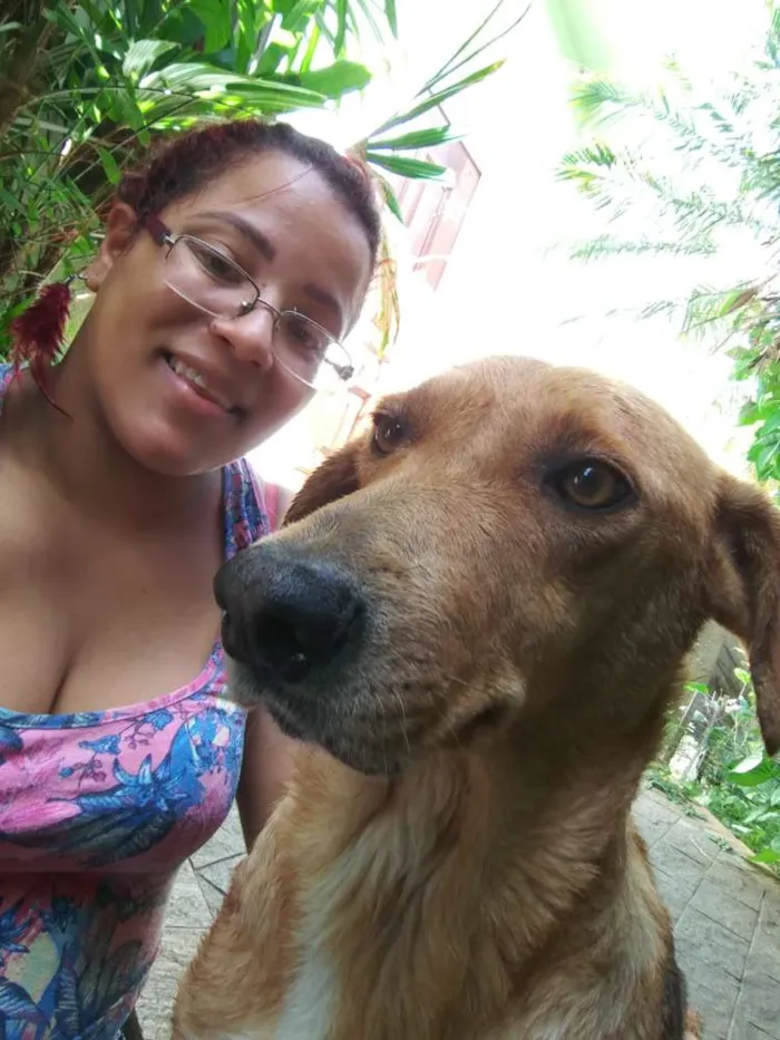 Cachorro raça SRD Vira Lata idade 6 ou mais anos nome Nina