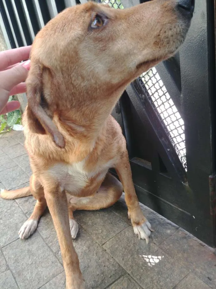 Cachorro raça SRD Vira Lata idade 6 ou mais anos nome Nina